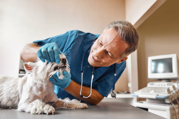 Best 24-Hour Emergency Dental Care in Ulysses, KS